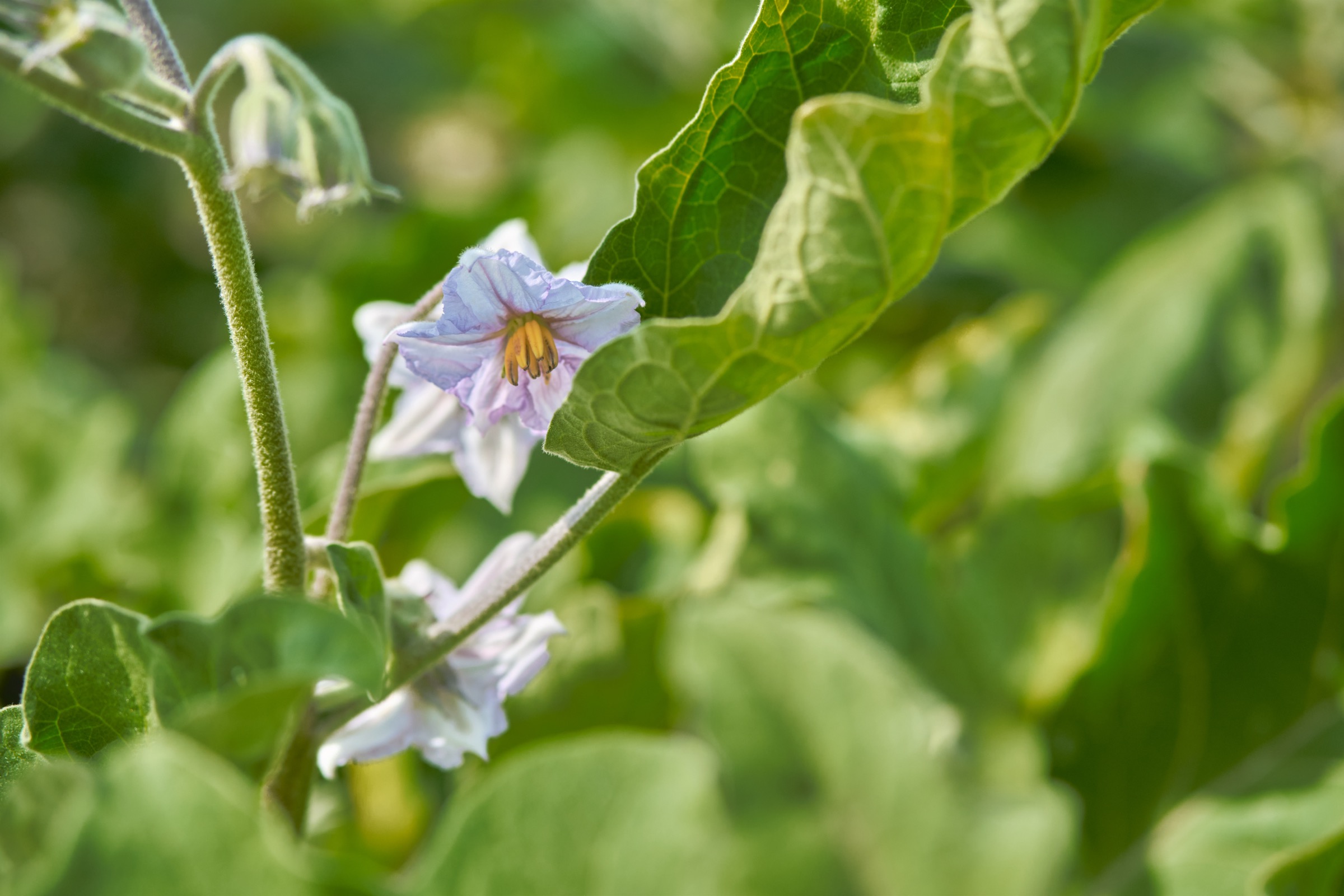 A flowering crop plant growing in the field