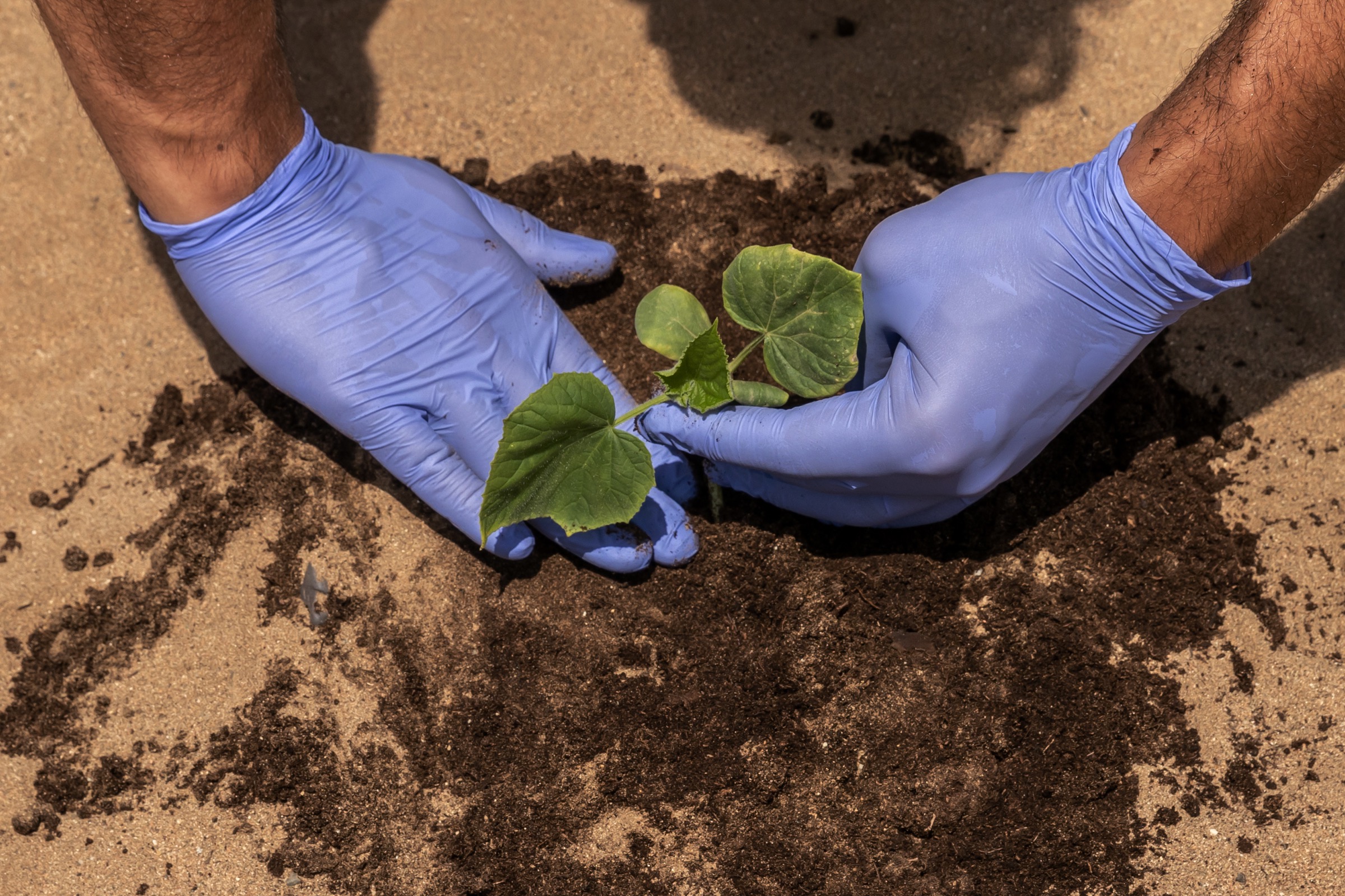 Gloved hands planting a young seedling in sandy soil with compost
