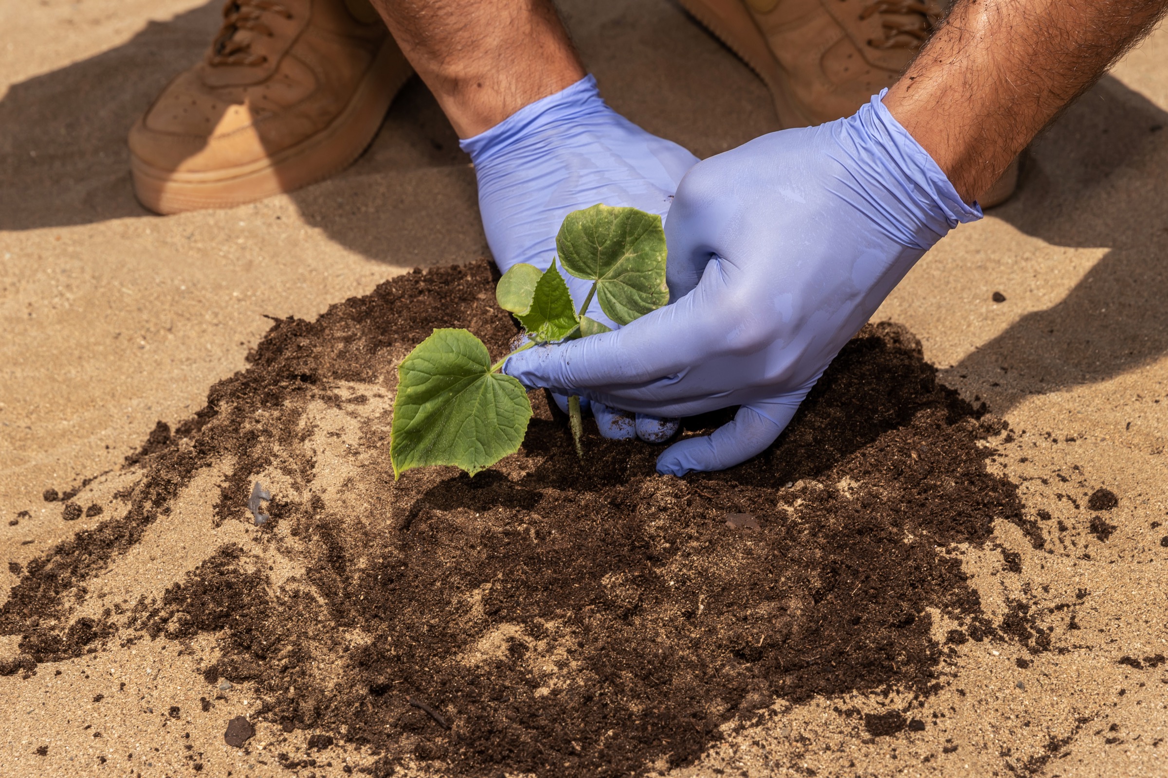 A young plant established in sandy soil with compost amendment