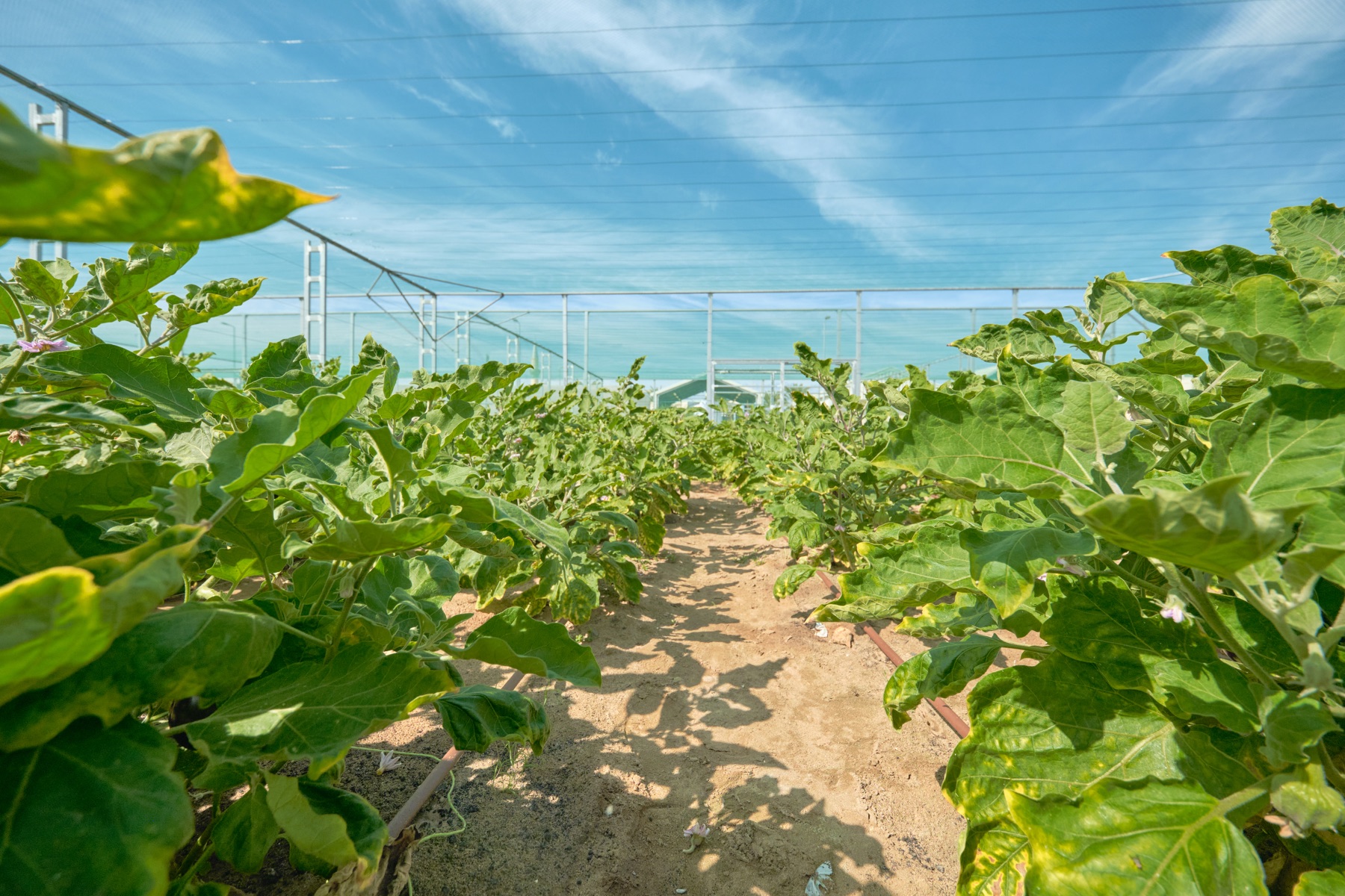 Leafy crop rows growing beneath blue shade netting
