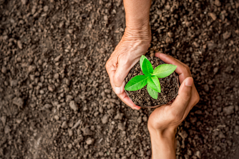 Hands holding soil and a young plant, illustrating Arab News’ NADEC project announcement.