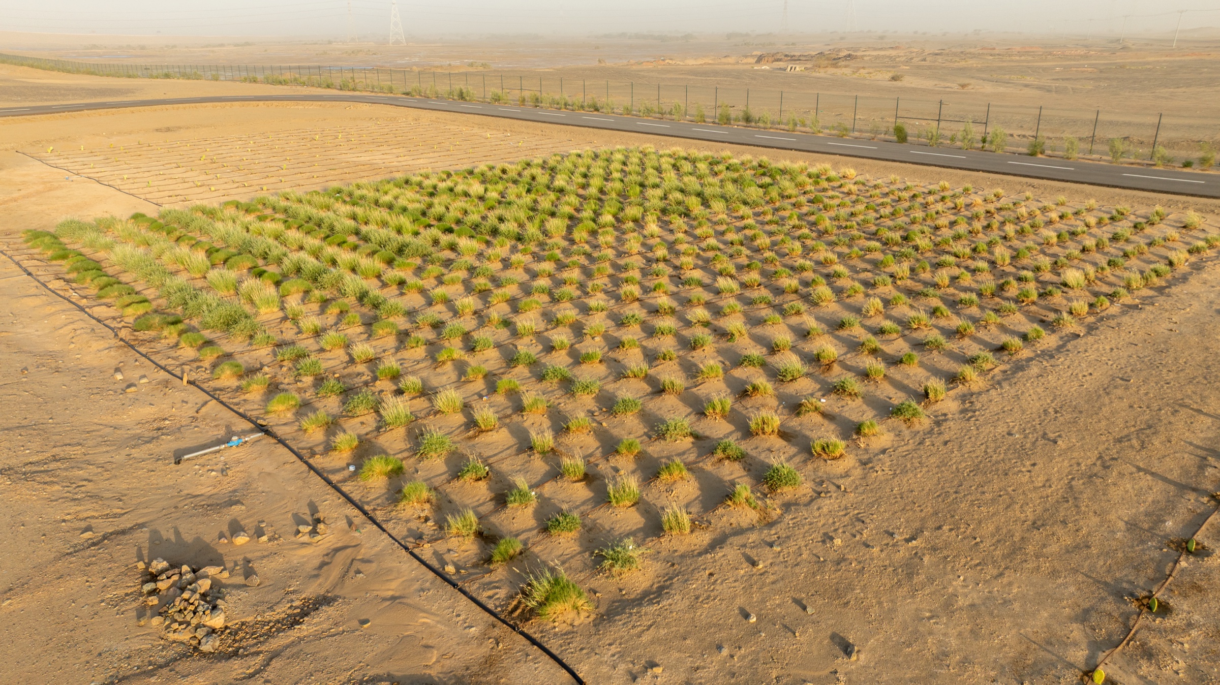 Wadi Qadid field-trial plots with grasses planted in rows and drip irrigation